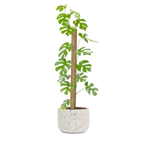 Kokoso pluošto atraminis kuolas, 60 cm image 2