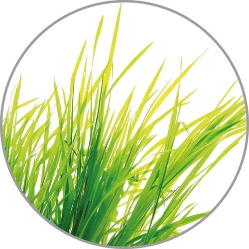 Citrinžolių esencija Medisana Aroma (10 ml) image 2