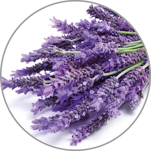 Medisana Levandų esencija Aroma (10 ml) image 2